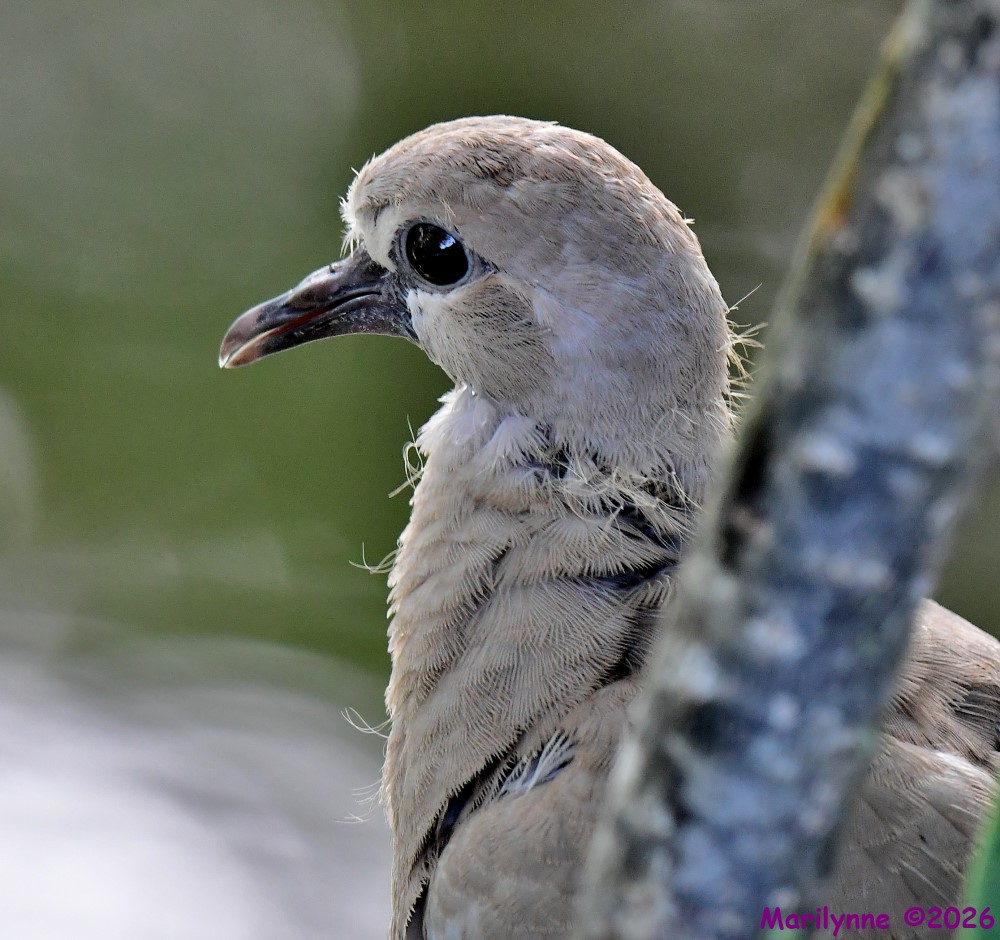 DSC_7944_001.JPG