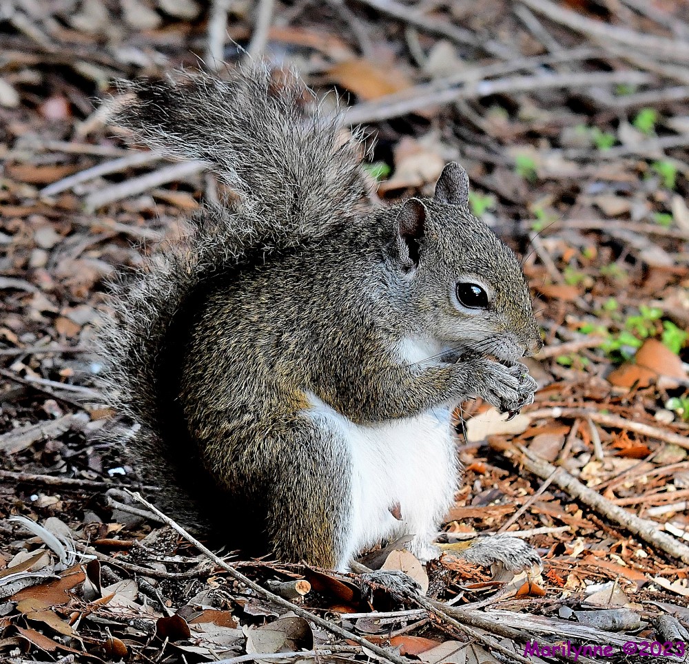 DSC_7945_001.JPG