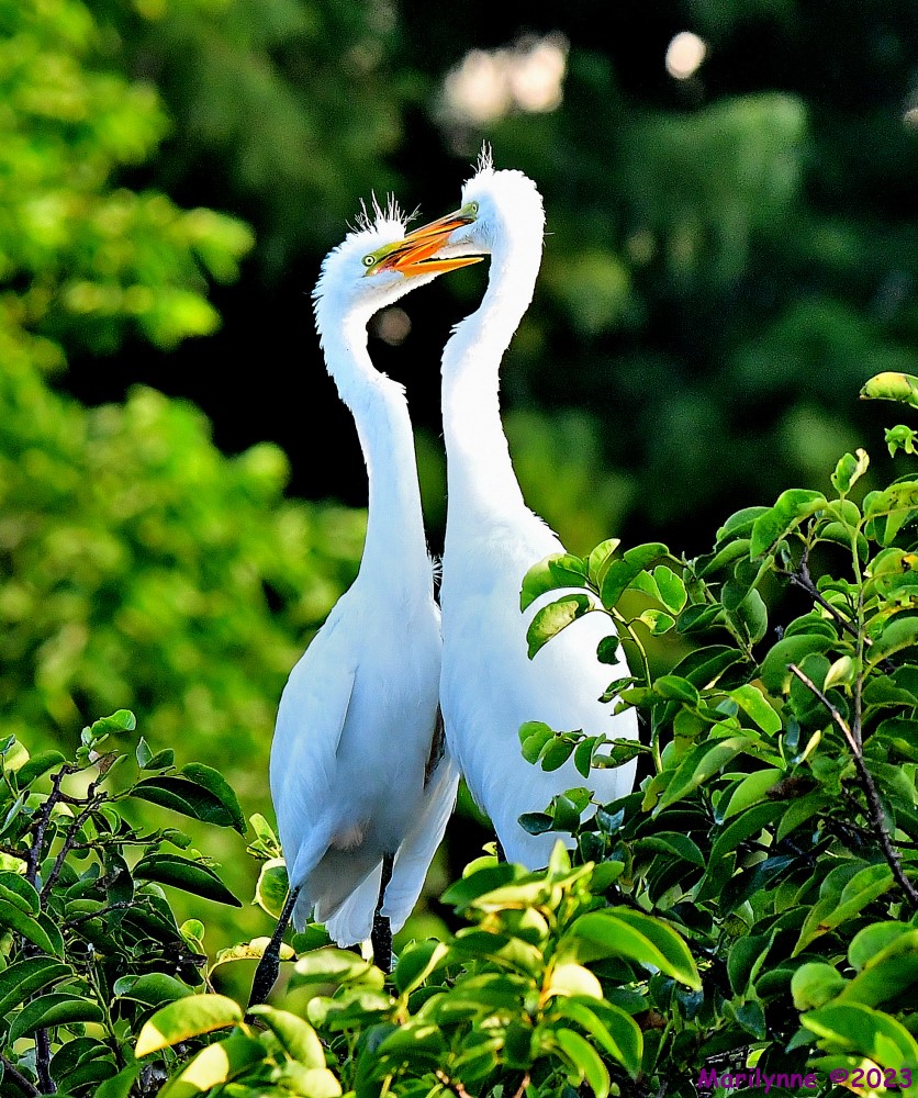 DSC_7946_001.JPG