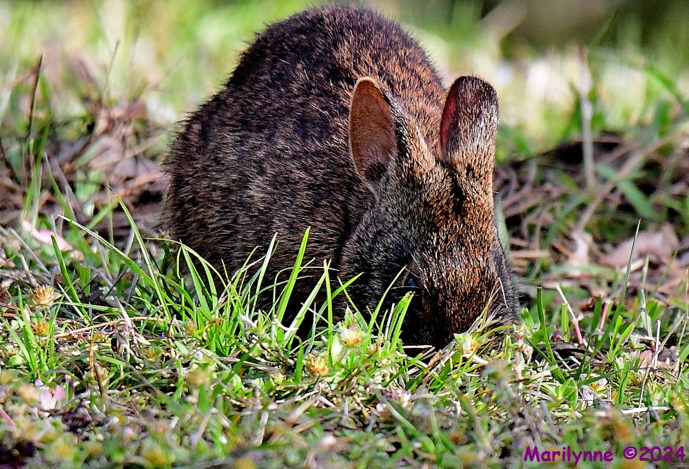 DSC_7946_001.JPG