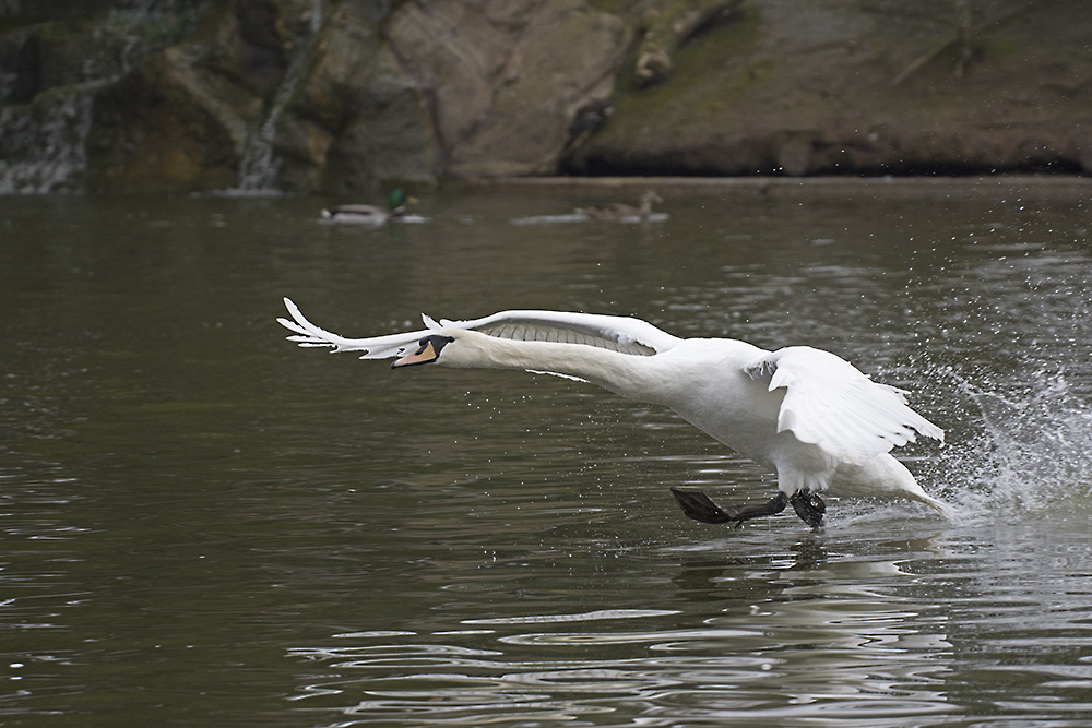 DSC_7950.jpg