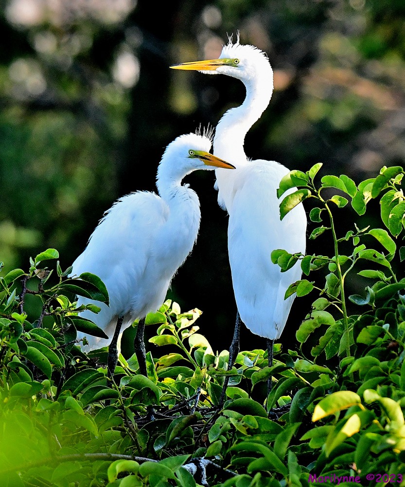 DSC_7951_001.JPG