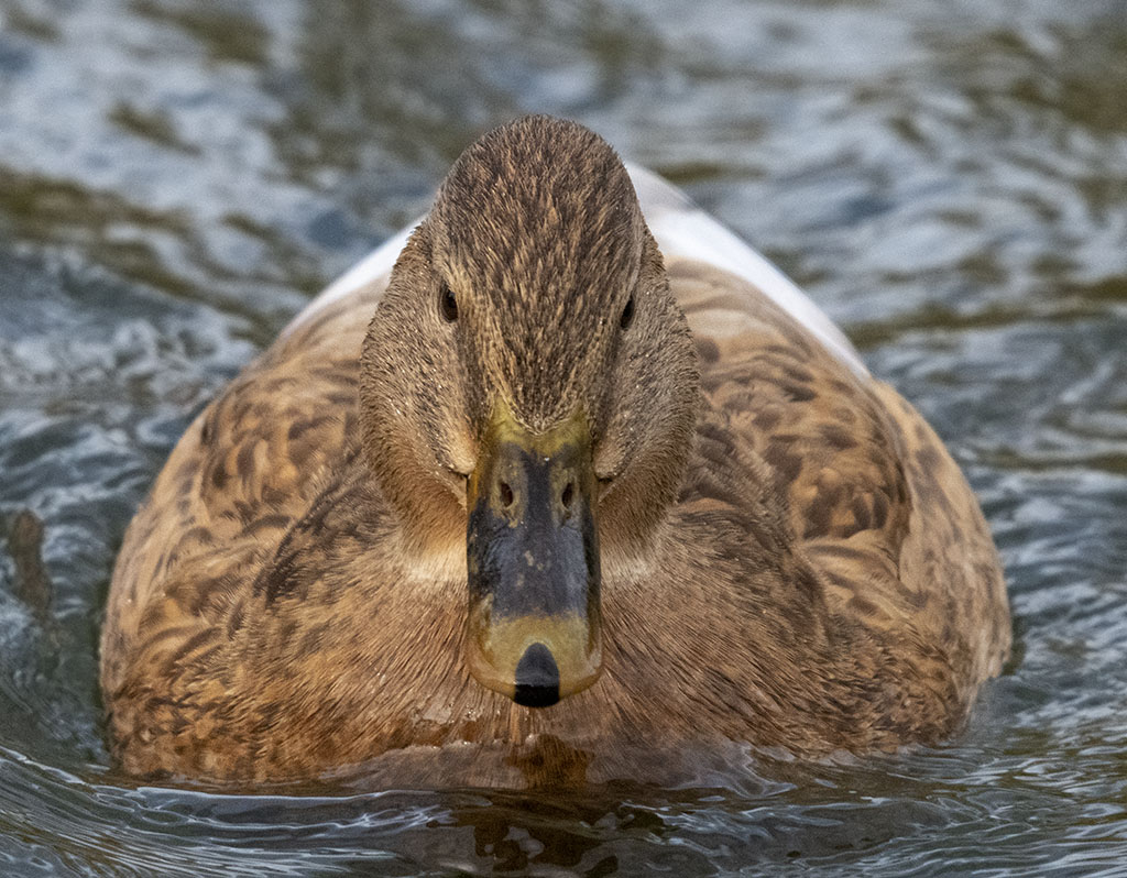DSC_7952.jpg