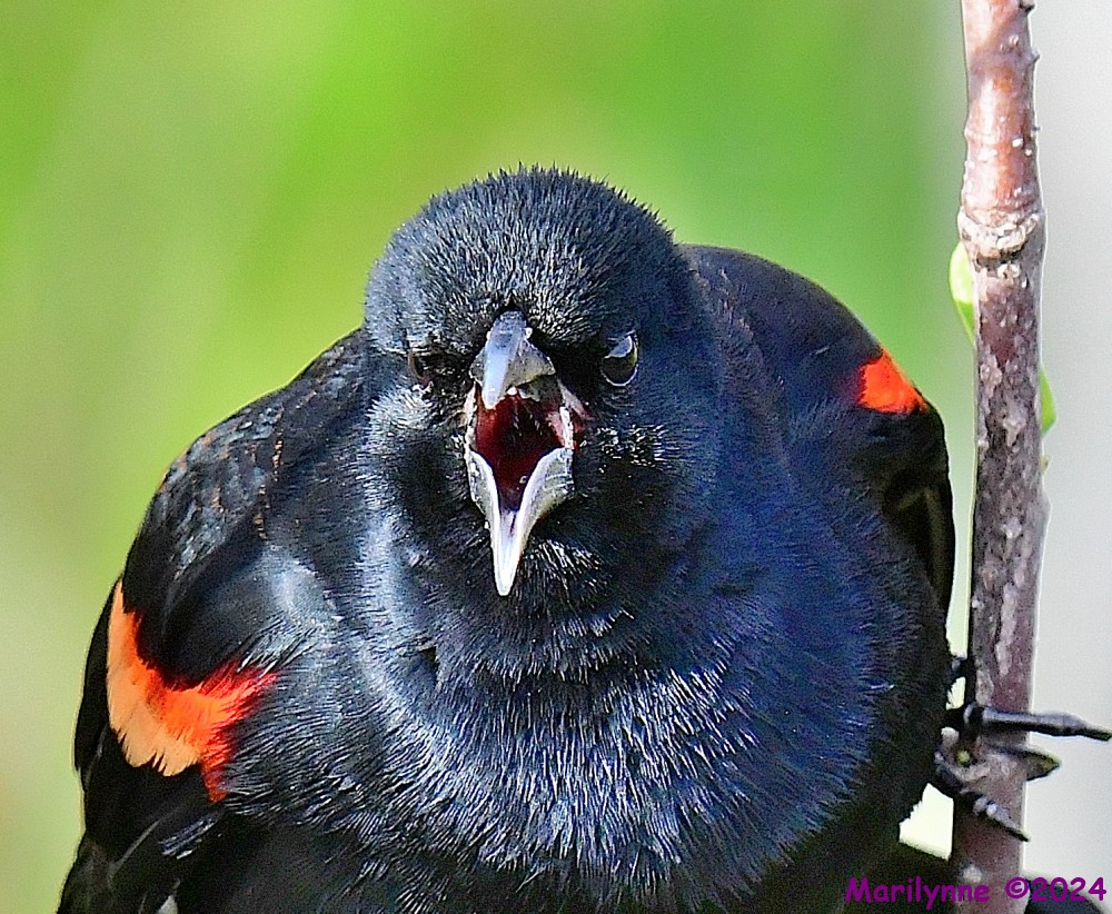 DSC_7954_001.JPG