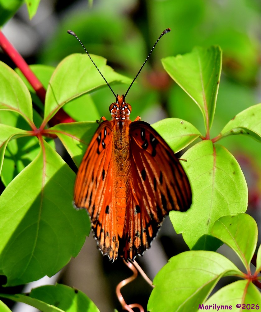 DSC_7954_001.JPG