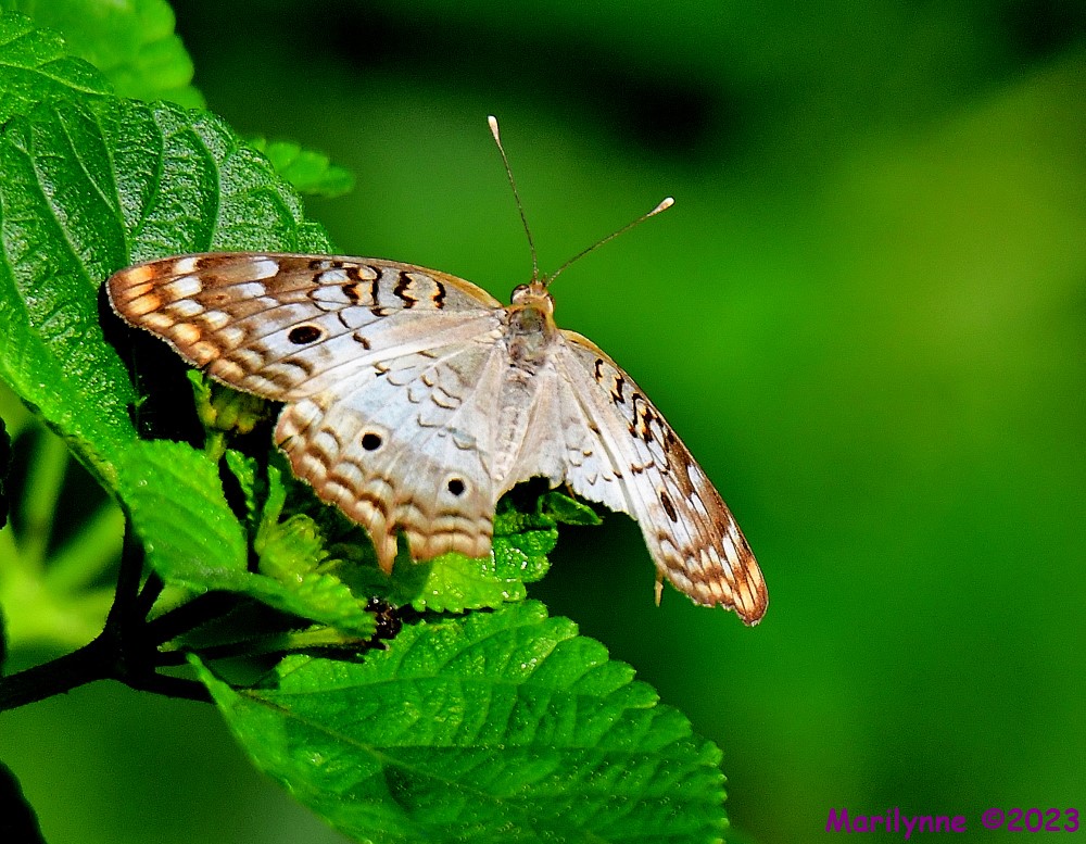 DSC_7955_001.JPG