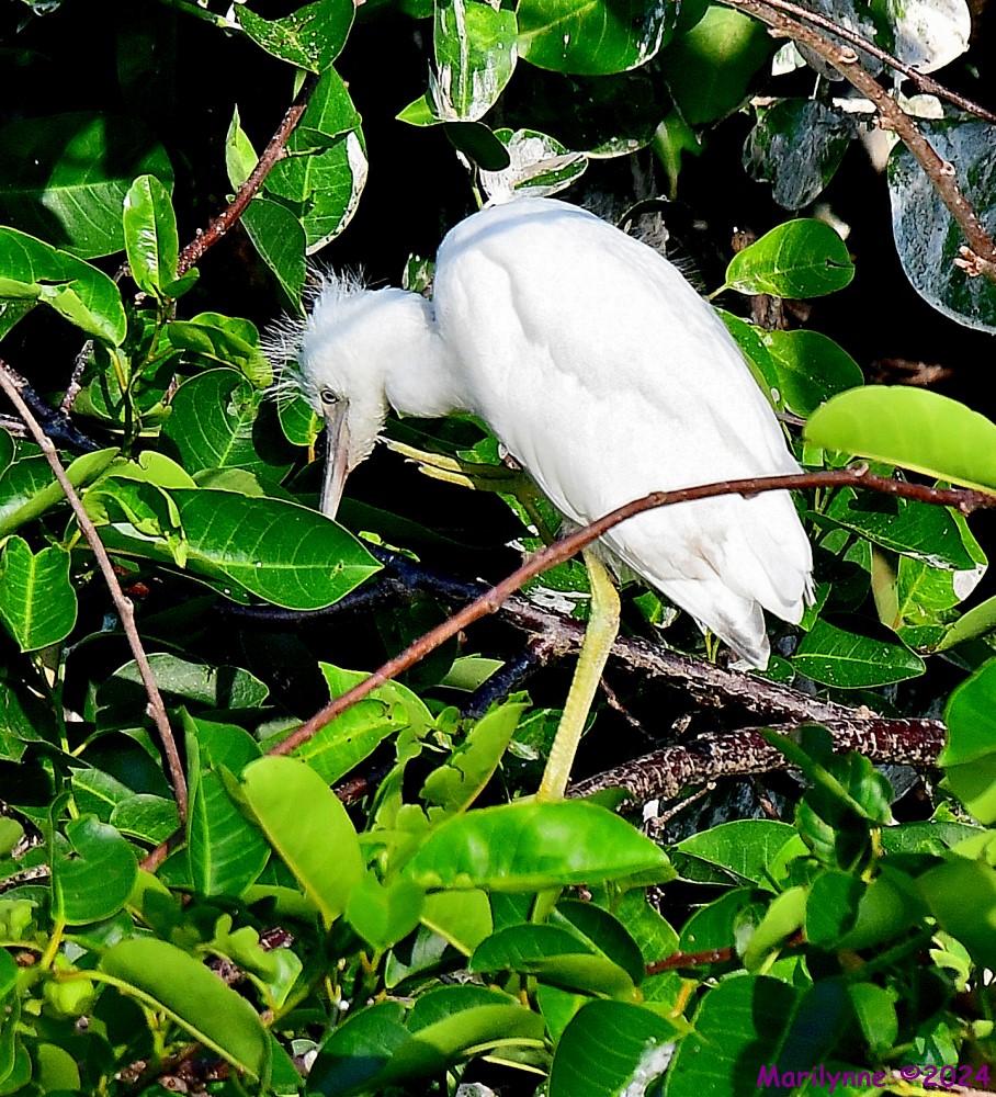 DSC_7955_001.JPG