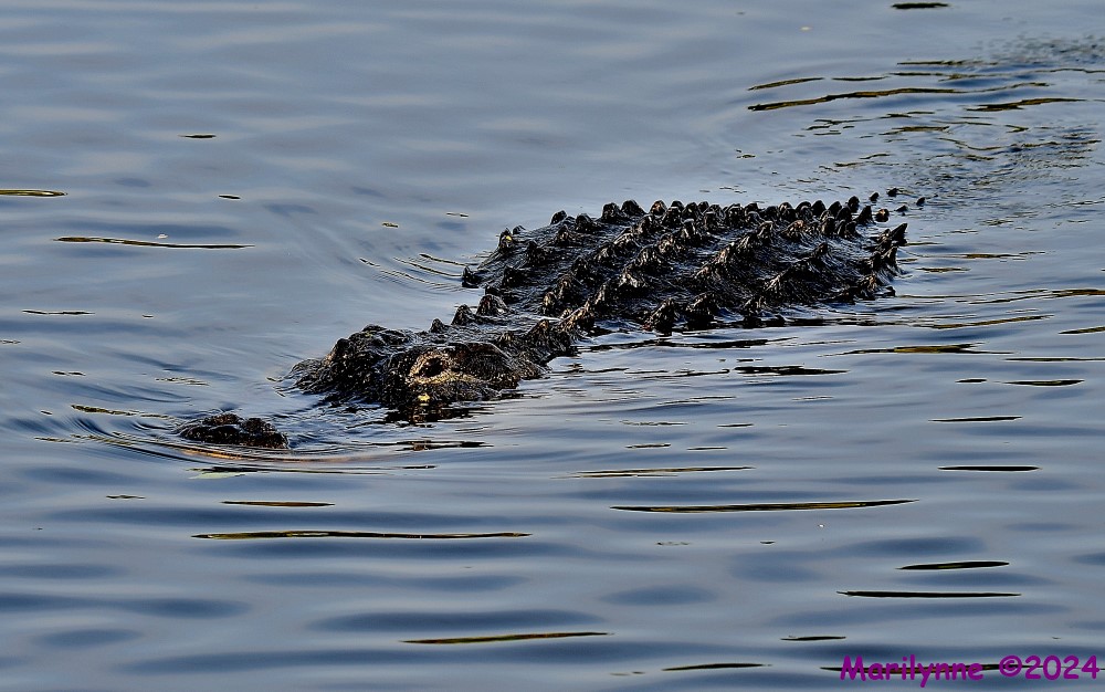 DSC_7956_001.JPG