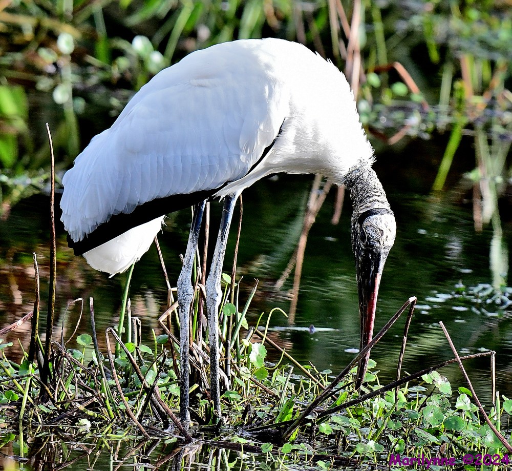 DSC_7957_001.JPG