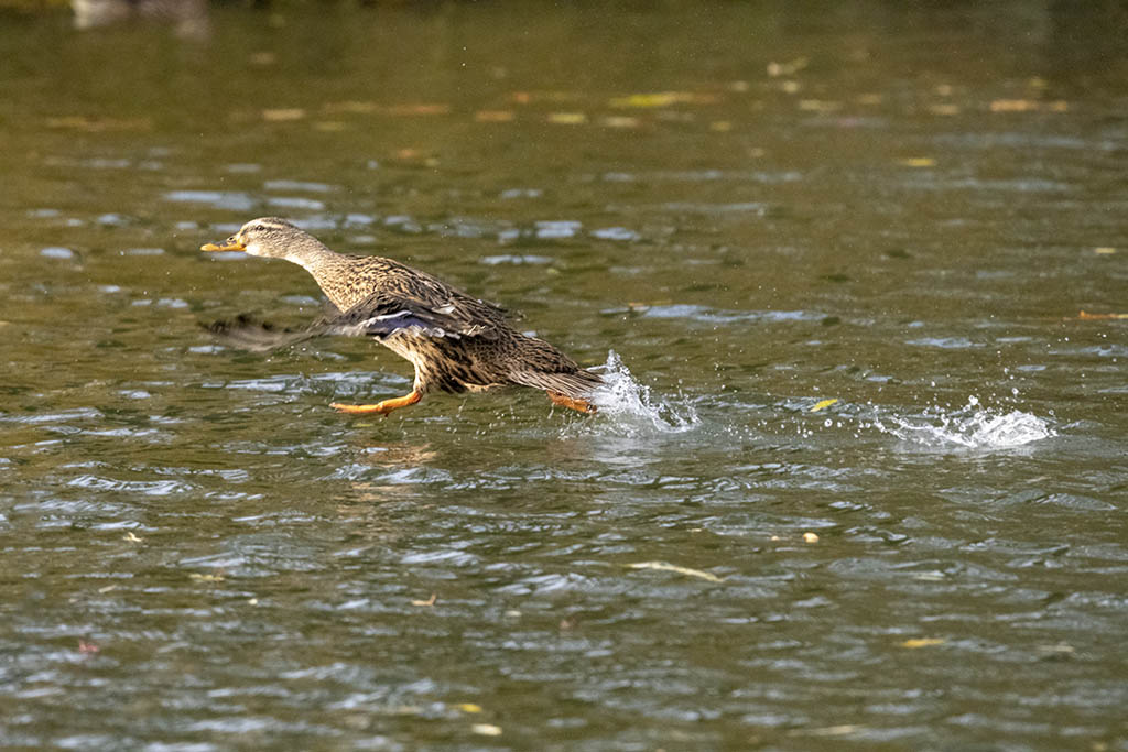 DSC_7958.jpg