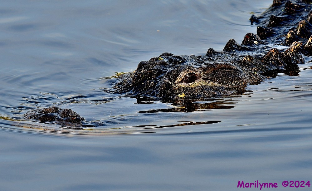 DSC_7958_001.JPG