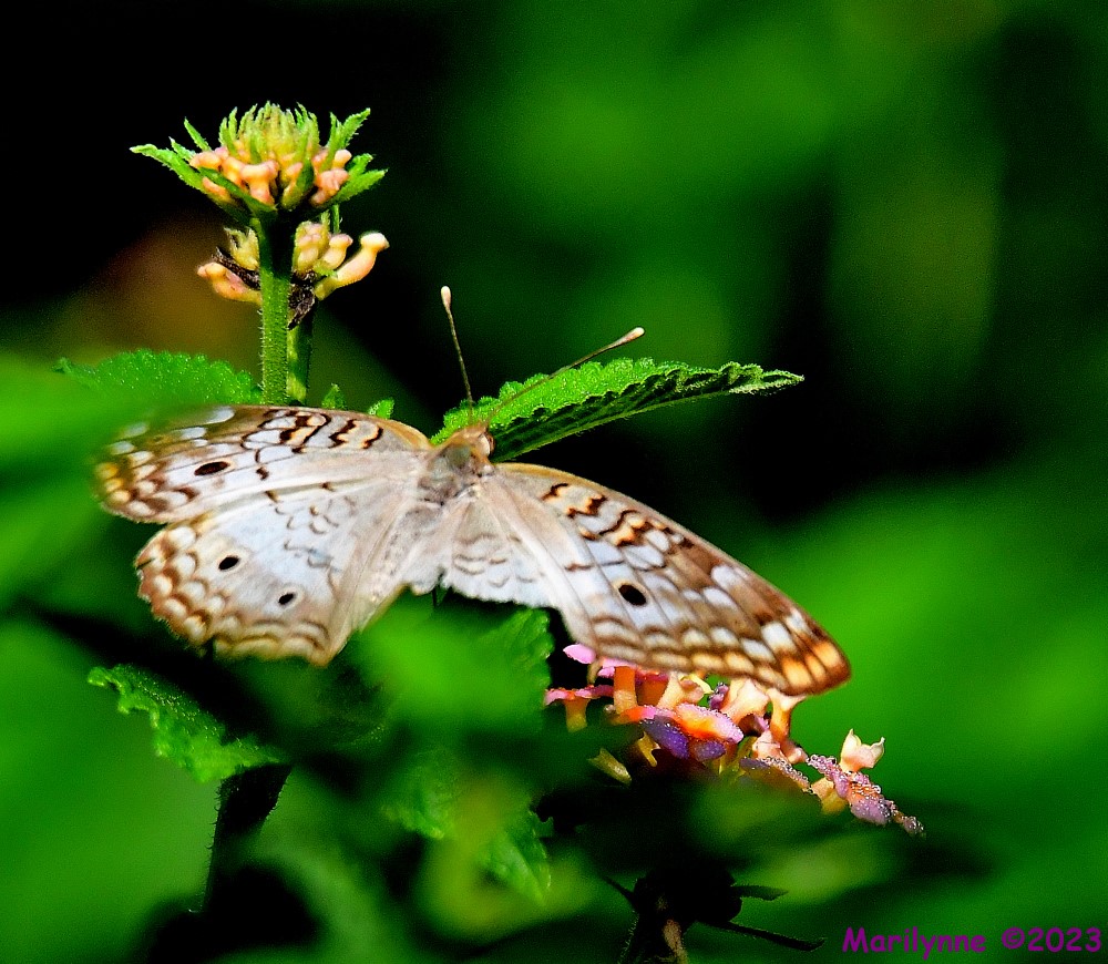 DSC_7959_001.JPG