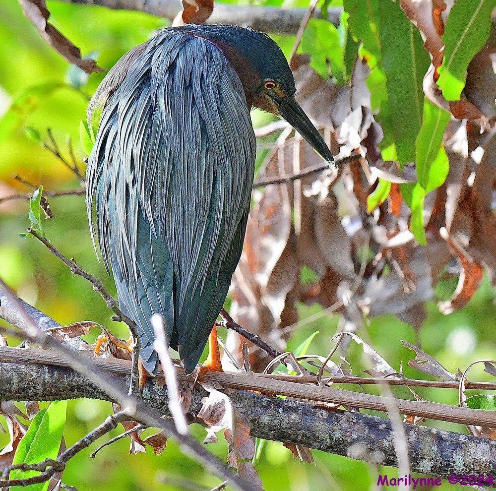DSC_7959_001.JPG