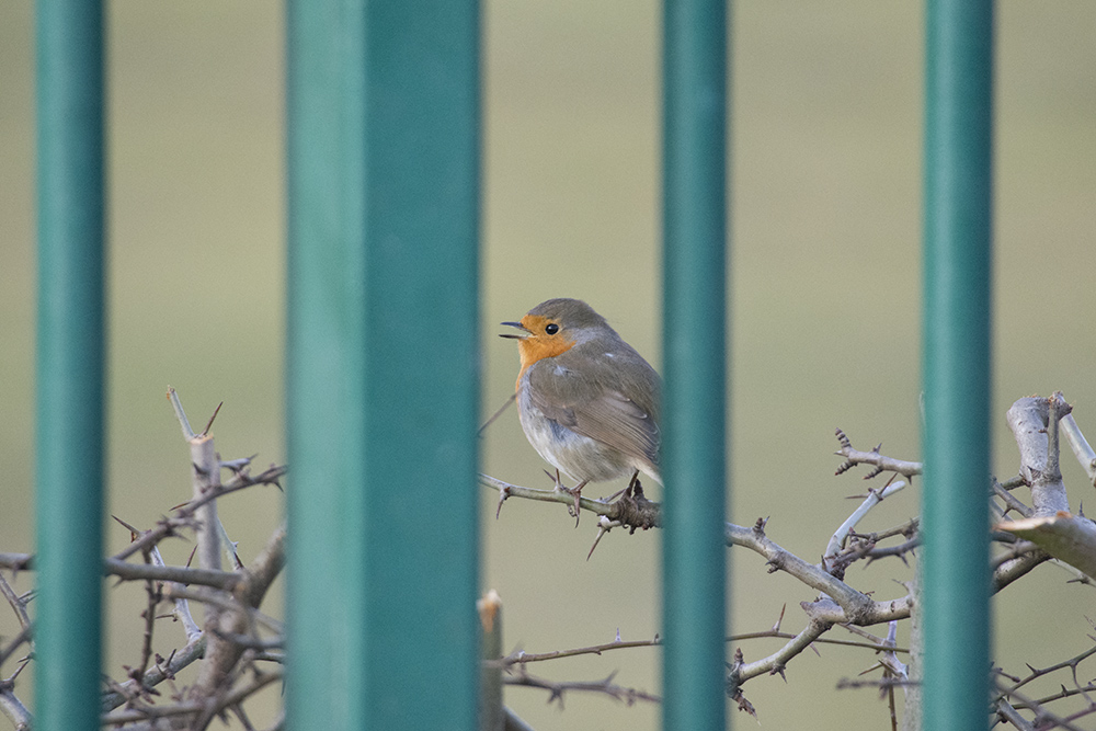 DSC_7960.jpg