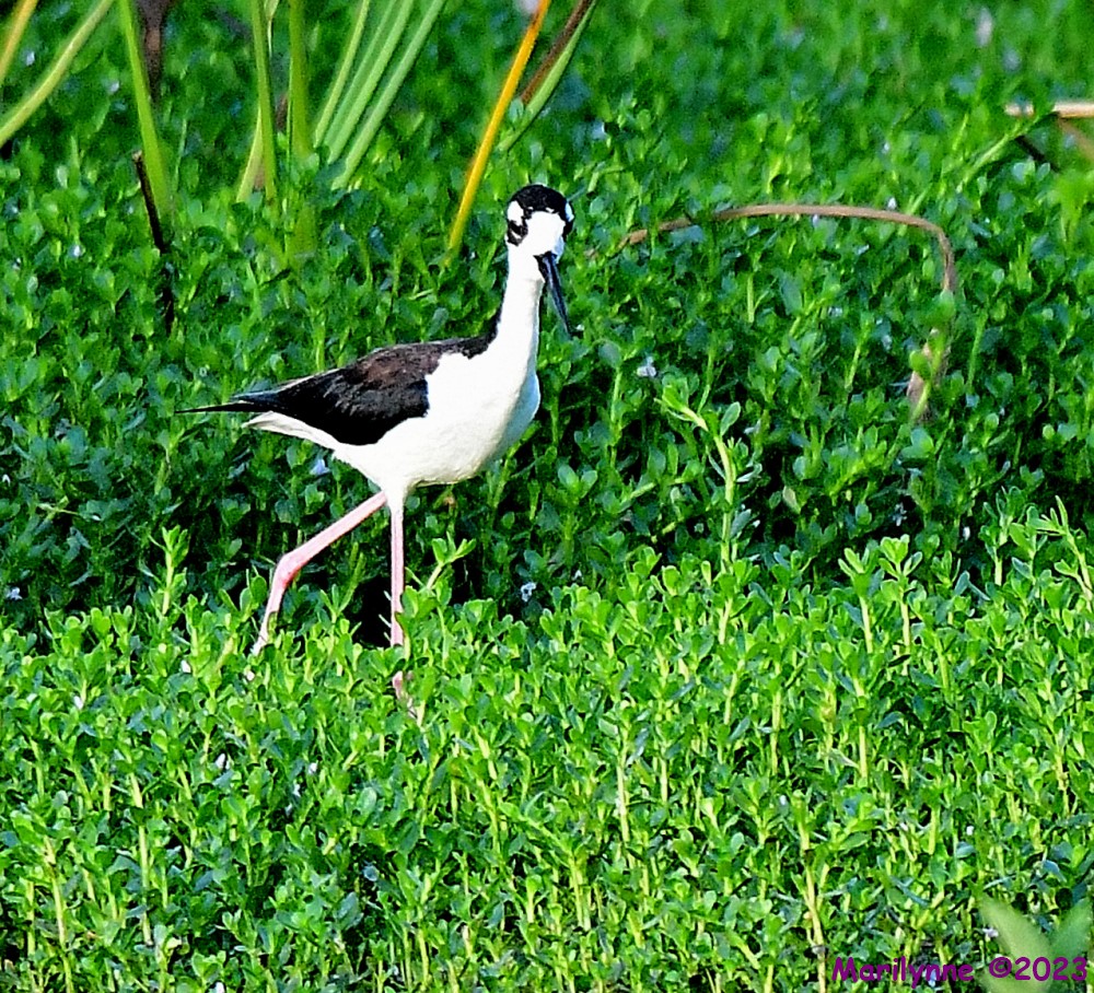DSC_7960_001.JPG