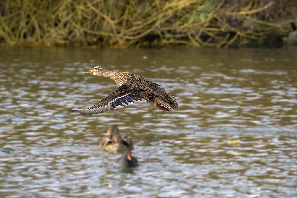 DSC_7964.jpg