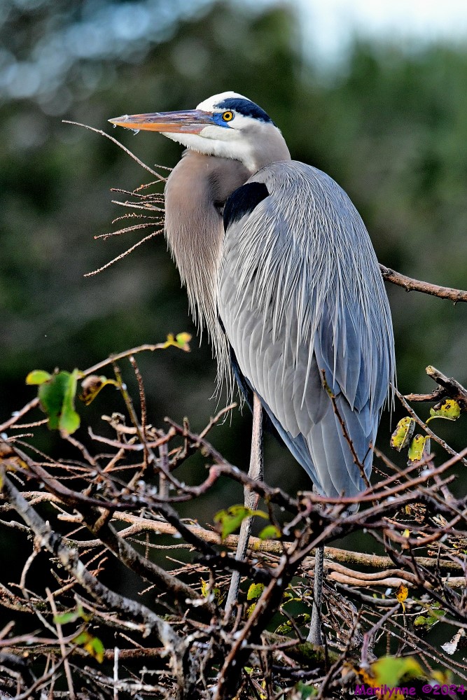 DSC_7964_001.JPG