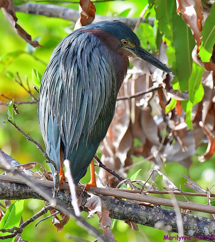 DSC_7966_001.JPG