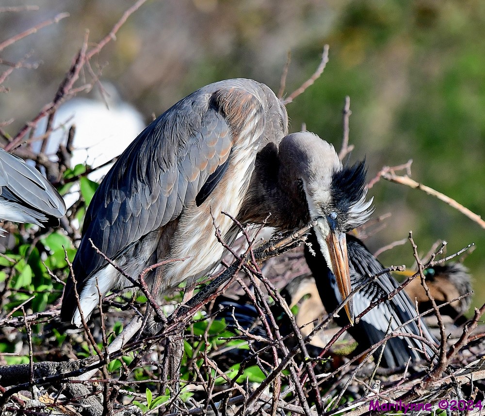 DSC_7967_001.JPG