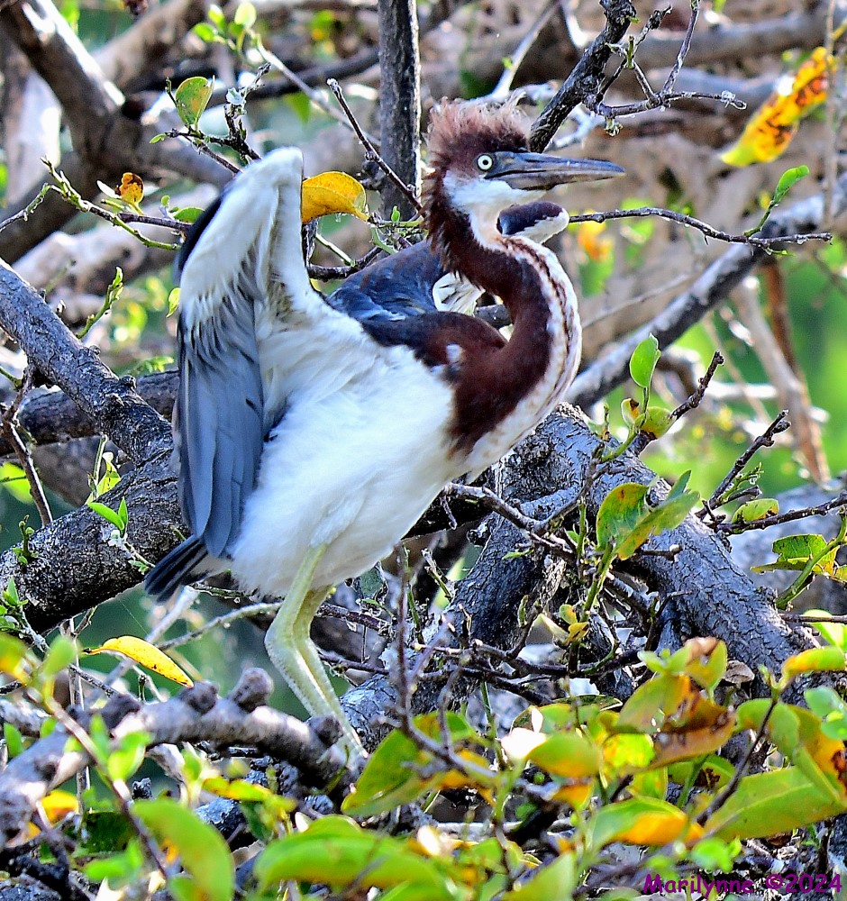 DSC_7967_001.JPG