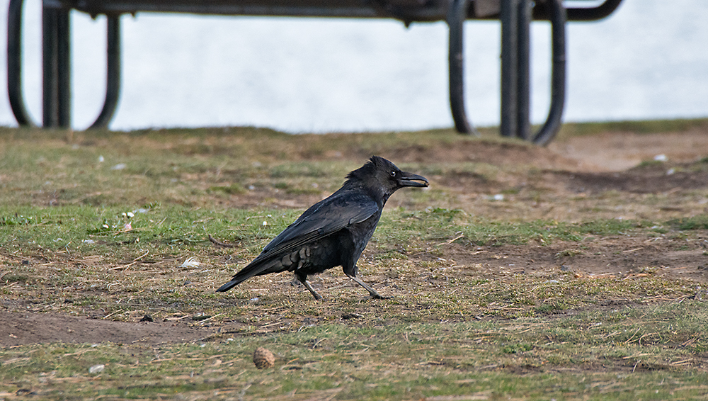 DSC_7968.jpg