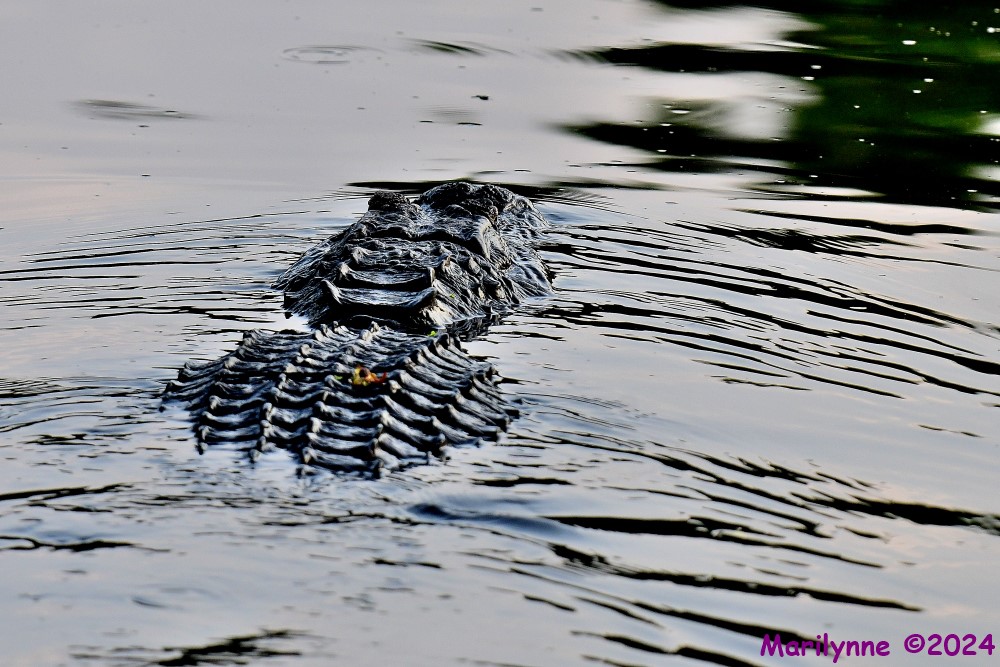 DSC_7968_001.JPG