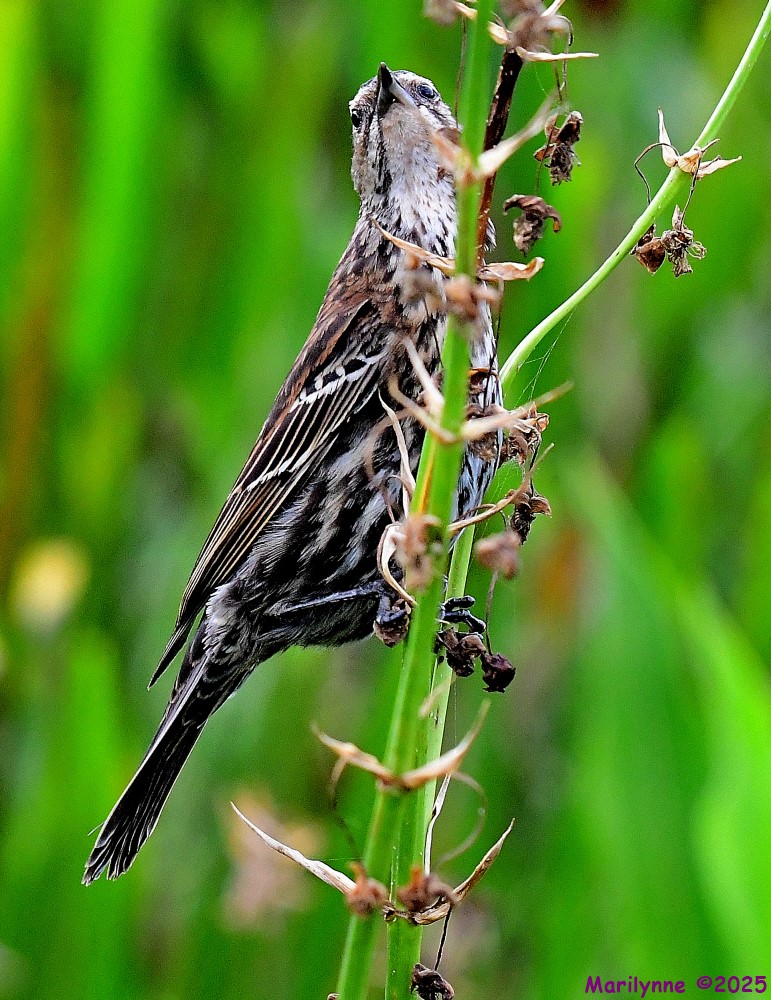DSC_7969_001.JPG