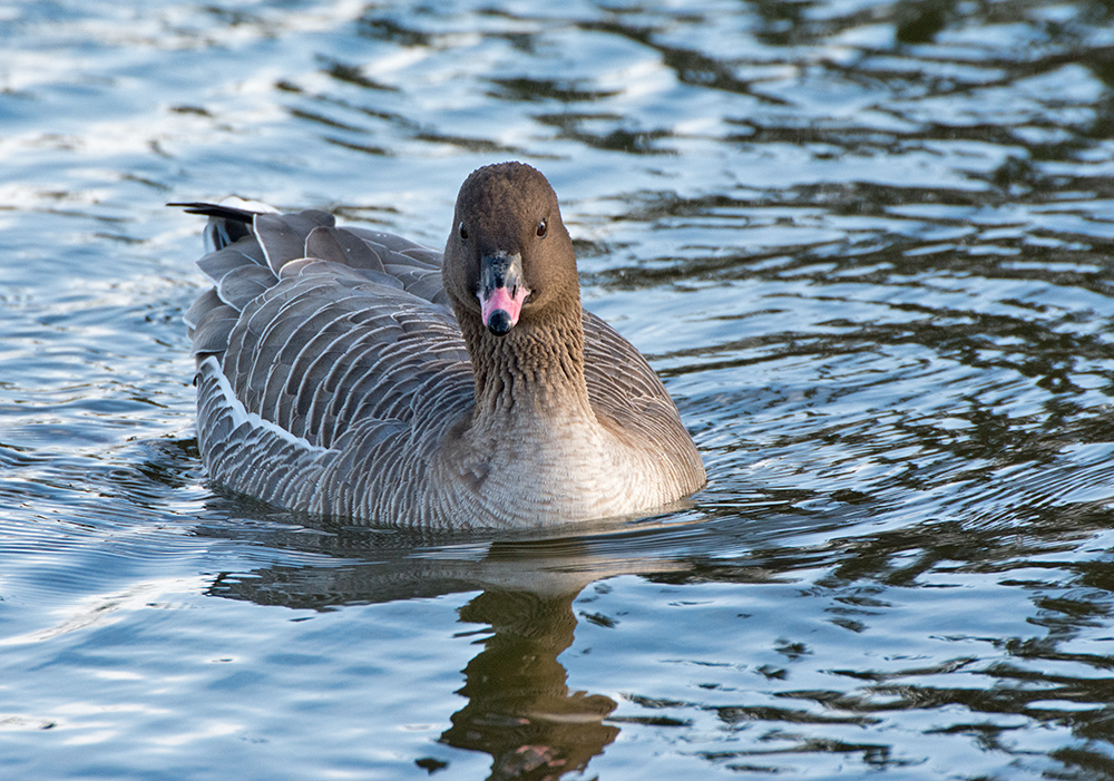 DSC_7970.jpg