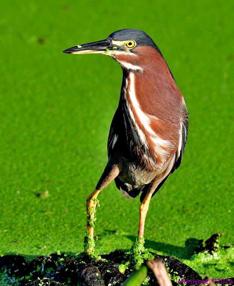 DSC_7970_001.JPG