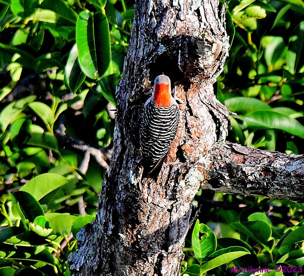 DSC_7971_001.JPG