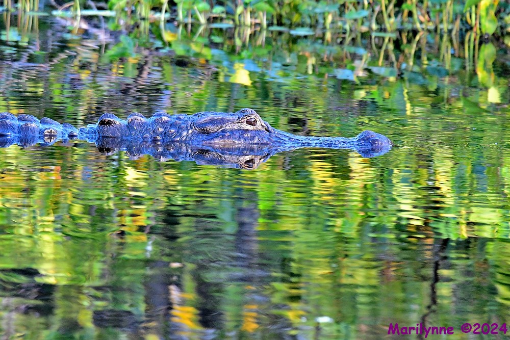 DSC_7972_001.JPG