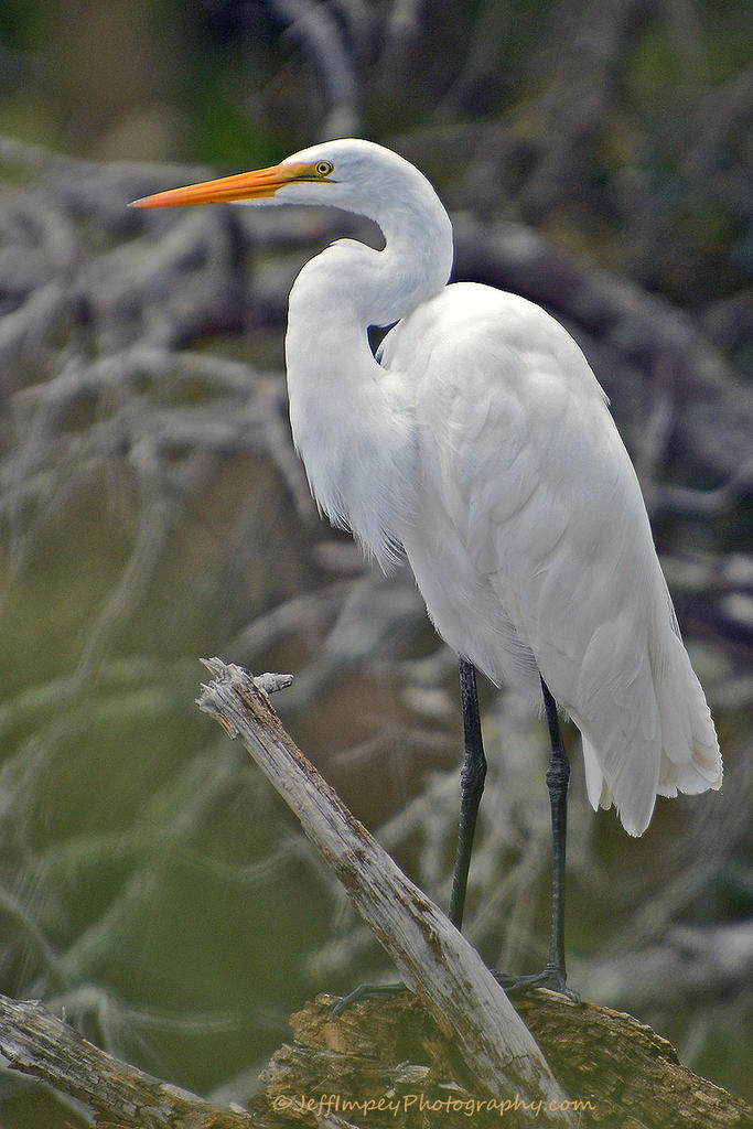 DSC_7973.jpg