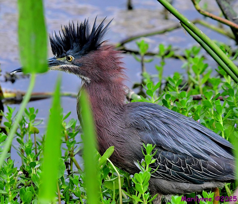 DSC_7974_001.JPG
