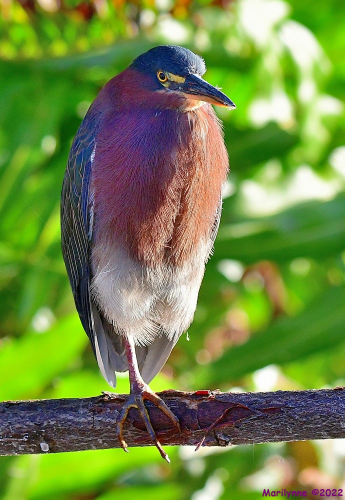 DSC_7975_001.JPG