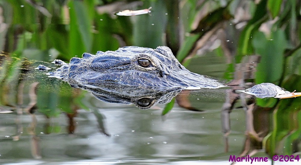 DSC_7975_001.JPG