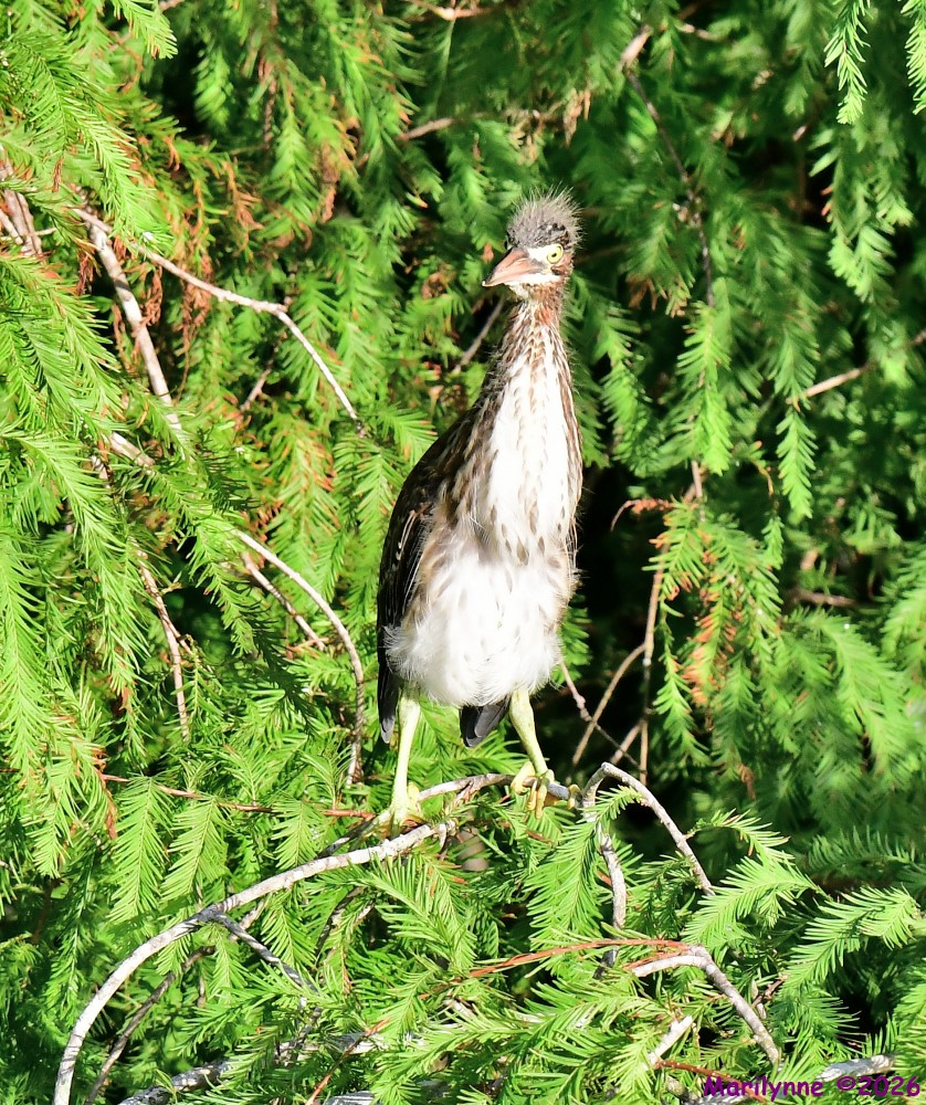 DSC_7975_001.JPG