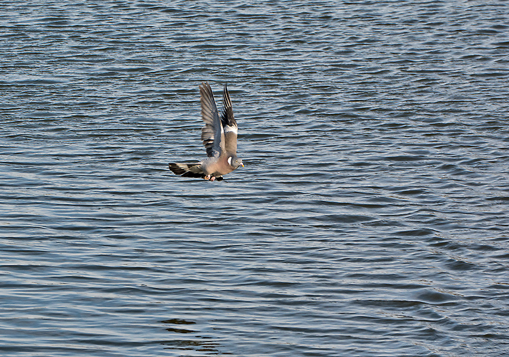 DSC_7976.jpg