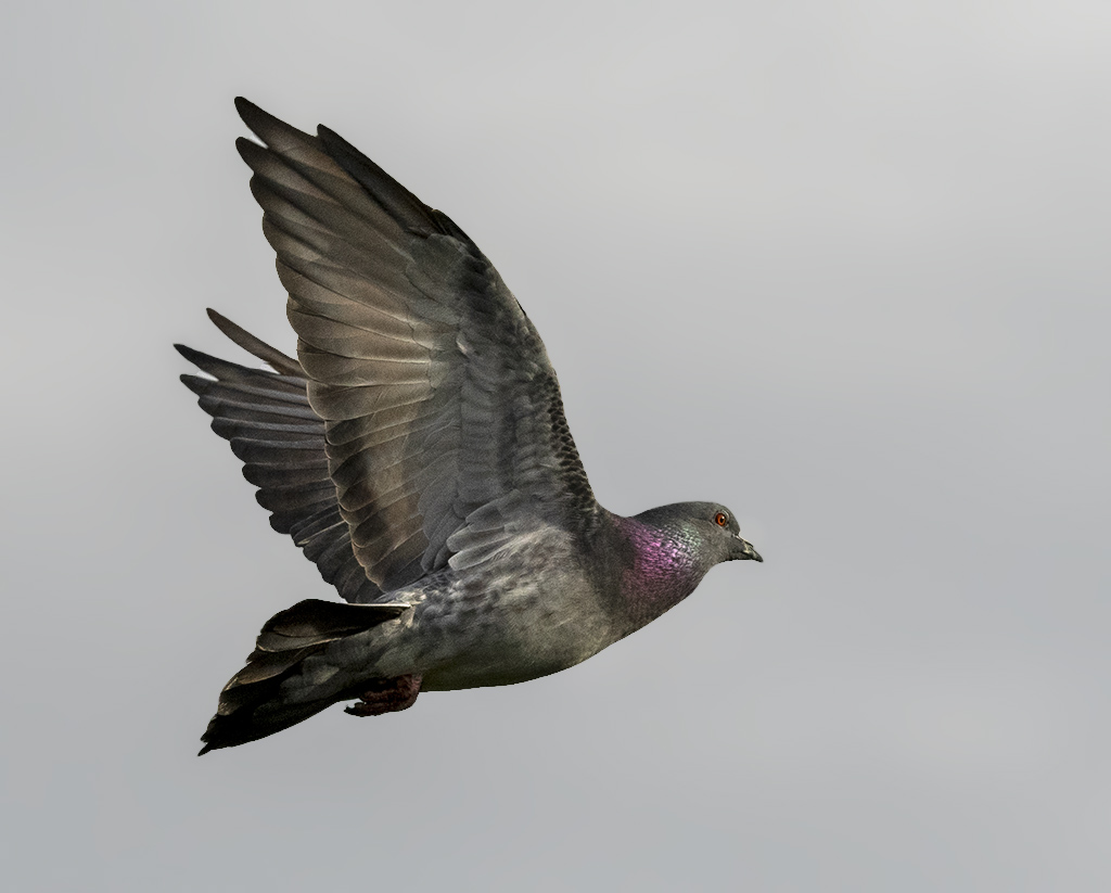 DSC_7976.jpg