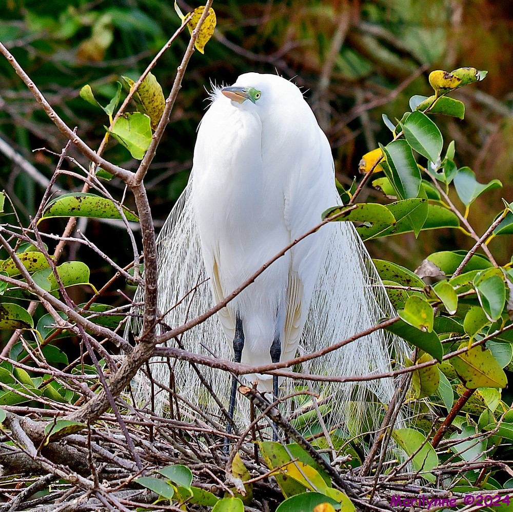 DSC_7976_001.JPG