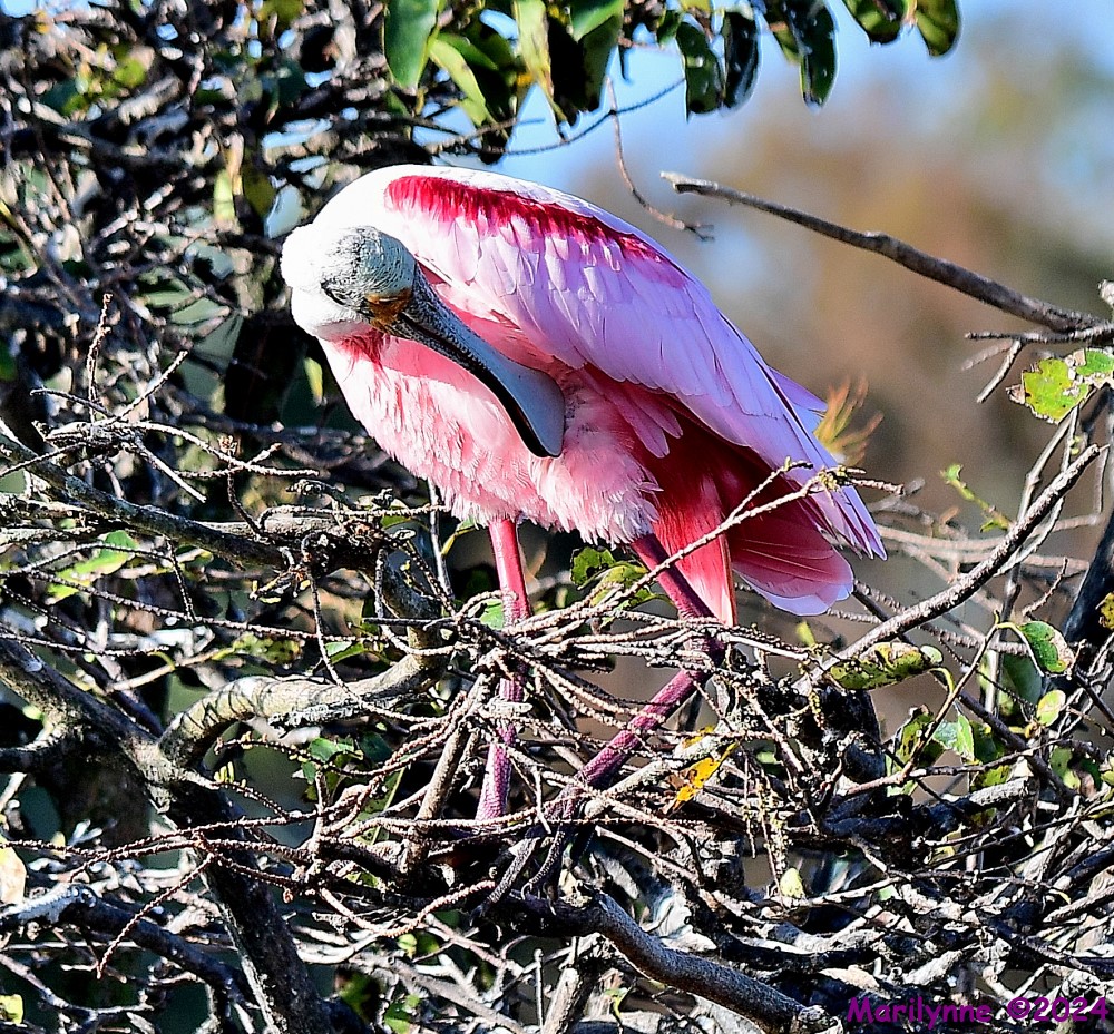 DSC_7978_001.JPG