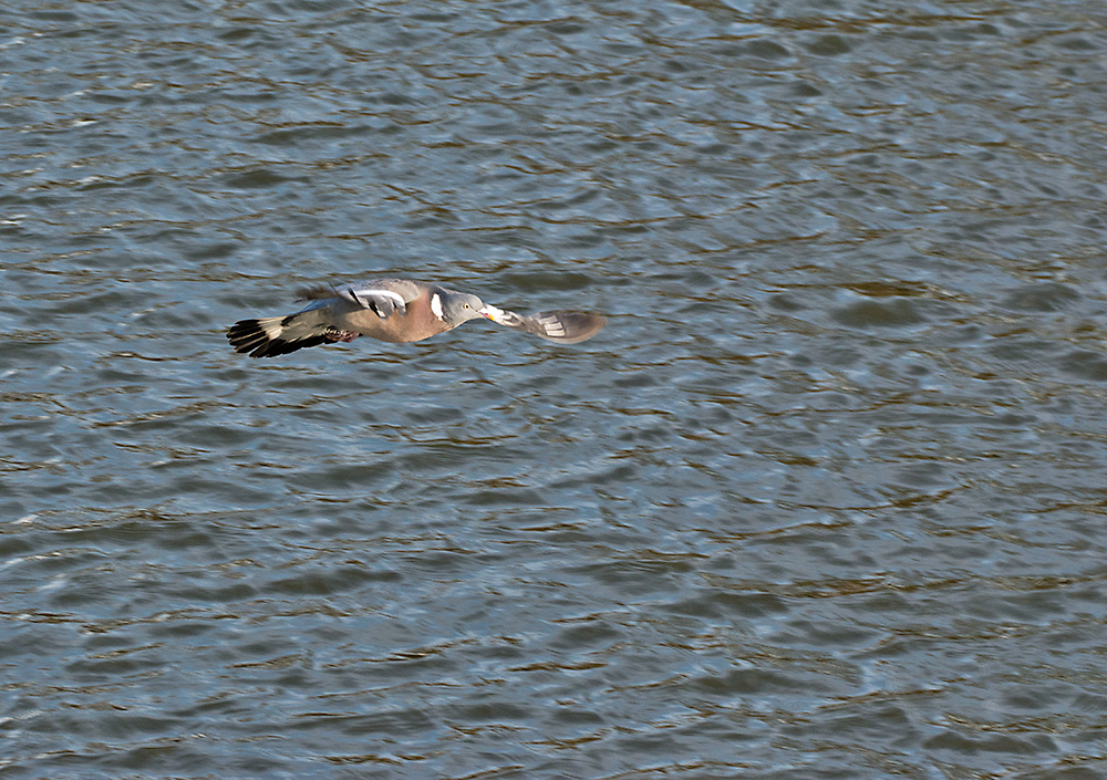 DSC_7979.jpg