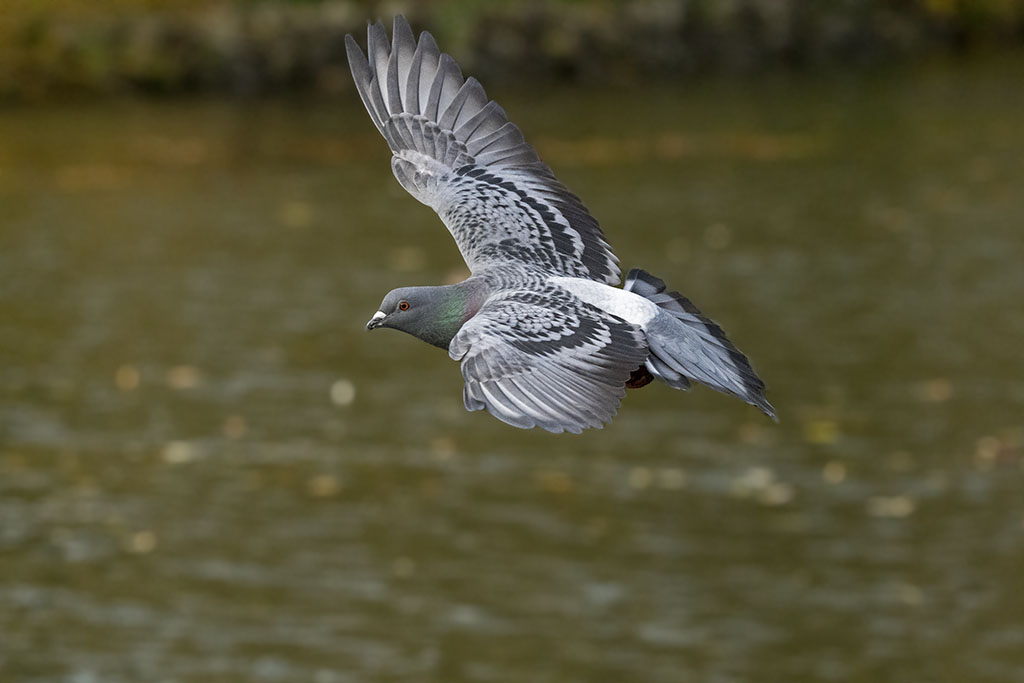 DSC_7979.jpg