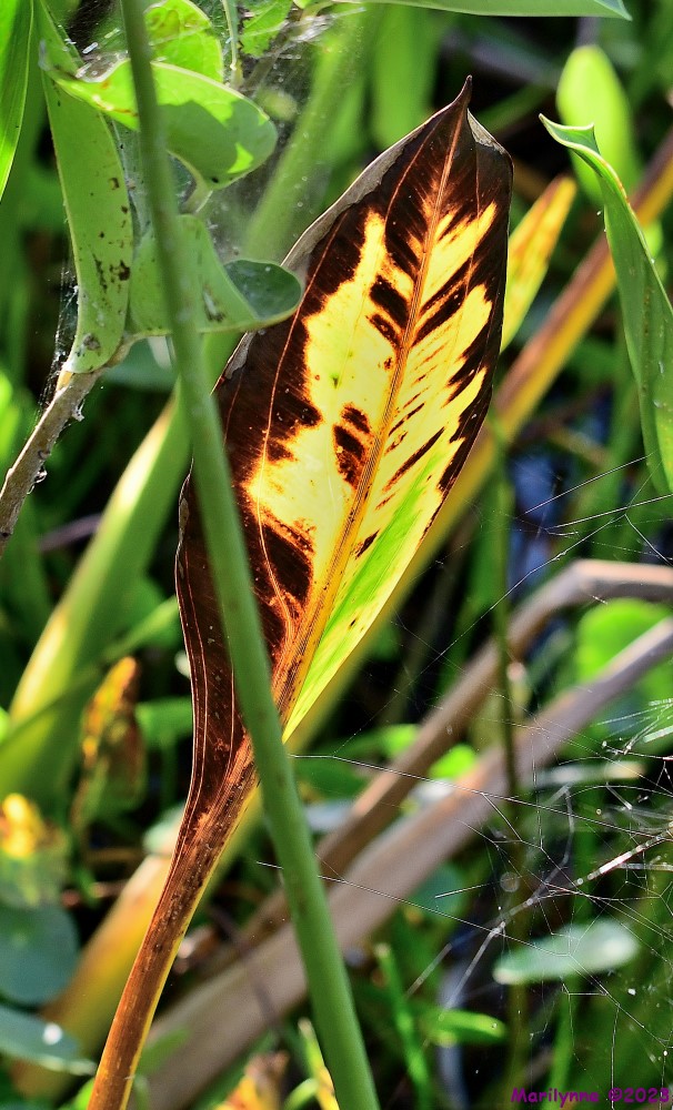 DSC_7979_001.JPG