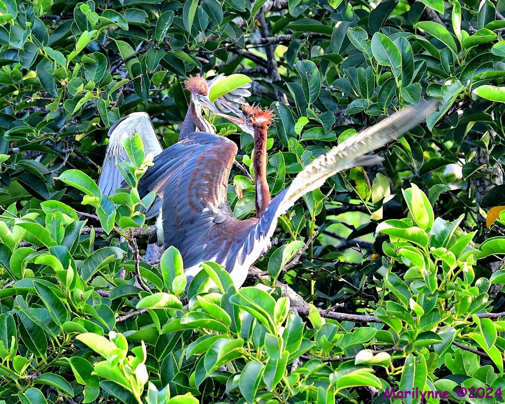 DSC_7981_001.JPG