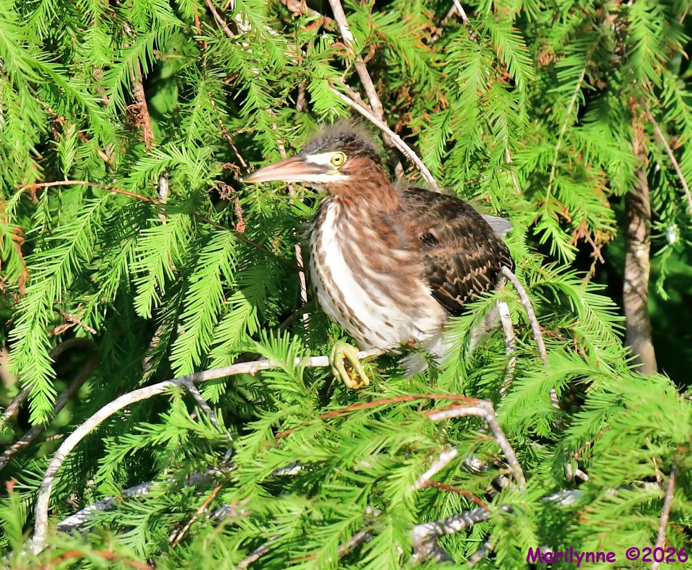 DSC_7982_001.JPG