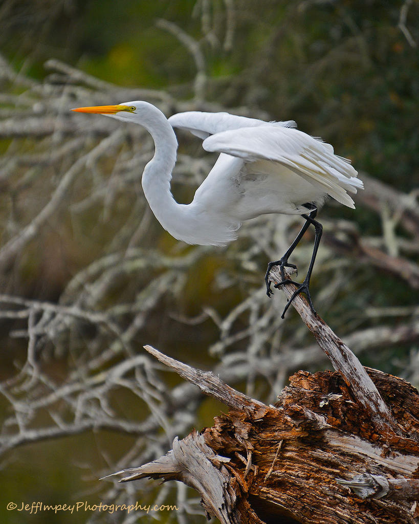 DSC_7983.jpg