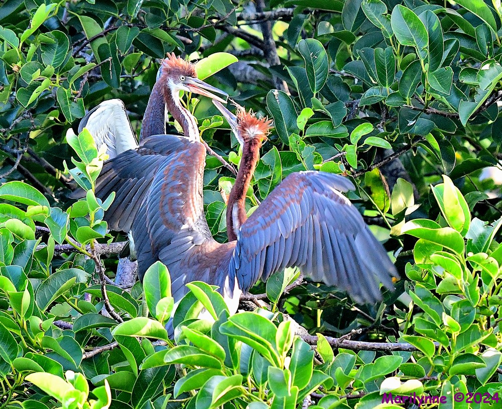 DSC_7983_001.JPG
