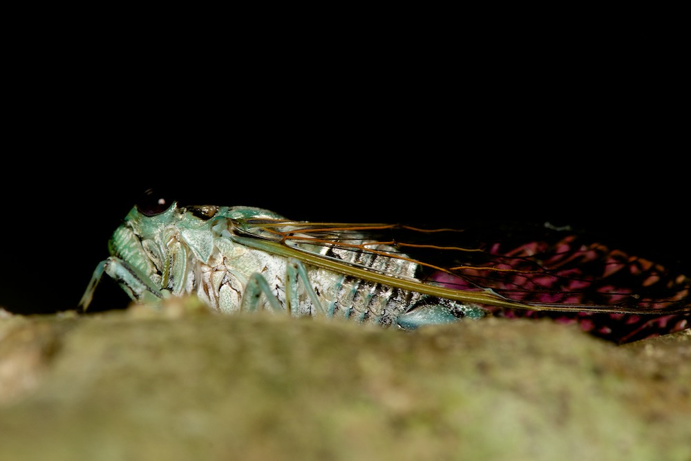 DSC_7985.jpg