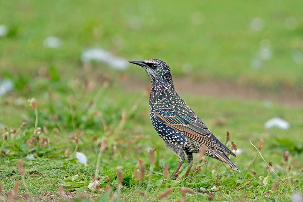 DSC_7985.jpg
