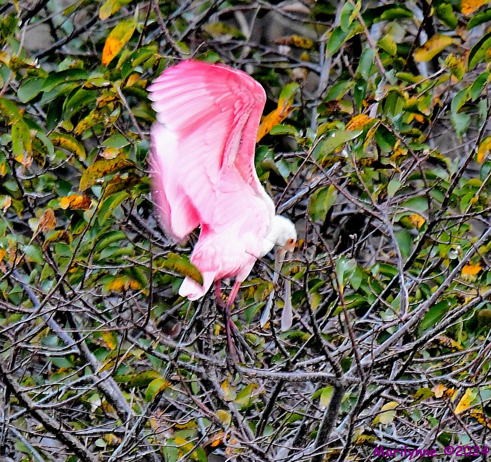 DSC_7986_001.JPG
